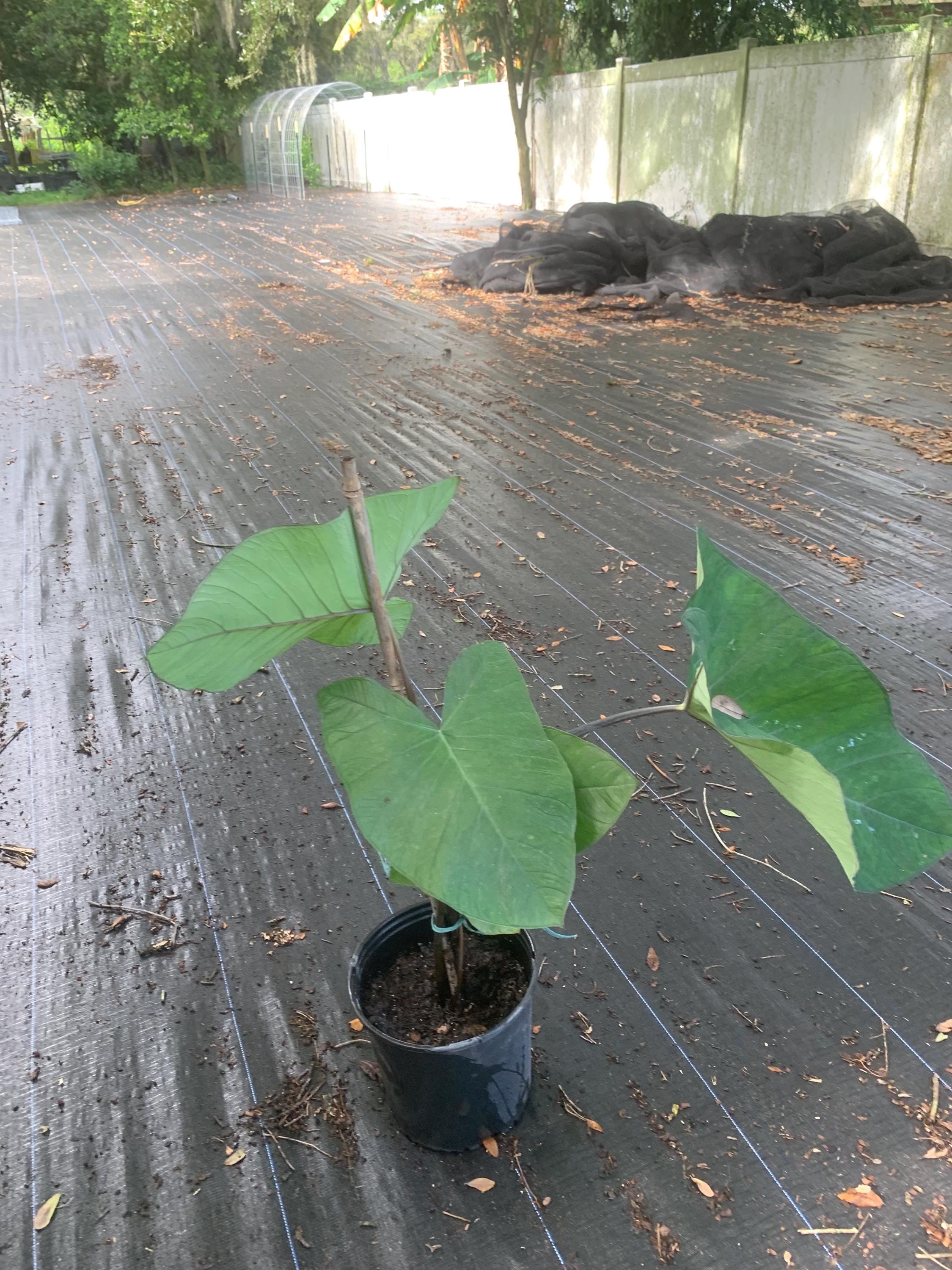 17576 philodendron cir Philodendron 'Bloody Mary' main image 1