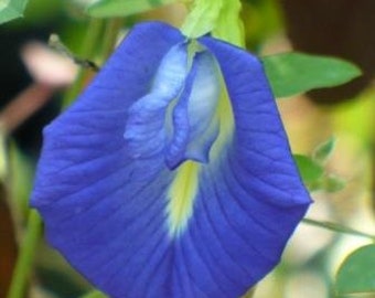 Blue Butterfly live plant  12” in tall ,in 1 pot in 4” in pot