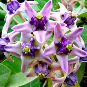 CALOTROPIS GIGANTEA Giant / Madar/ Milkweed Tree Plant Butterfly Garden Purple or white flower 12” tall in 3 in wide 7 in” pot /