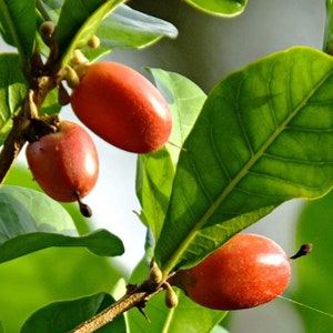 The Miracle Berry Grafted Plant (Synsepalum dulcificum)sell by sizes from 1 year to plant 3rys old  in big ” pot