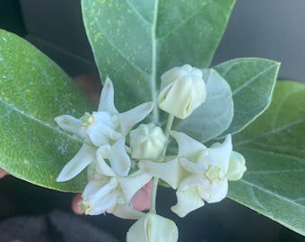 Calotropis gigantea white - Giant Milkweed, Crown Flower plant 12” tall in 4” pot