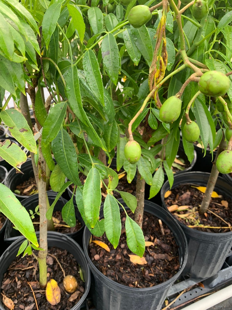 June Plum Tree Spondias dulcis ready with fruit 1.5ft tall grafted in 6in pot image 1