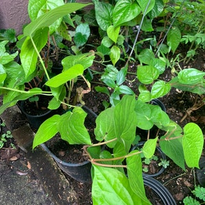 May include: Close-up of several potted green plants with large, heart-shaped leaves. The plants are growing in black plastic pots and are surrounded by brown soil.