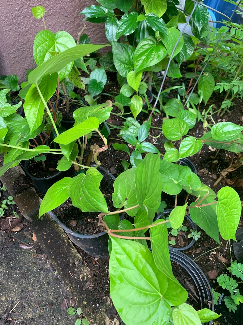 May include: Close-up of several potted green plants with large, heart-shaped leaves. The plants are growing in black plastic pots and are surrounded by brown soil.