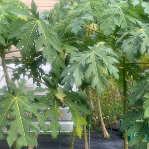 Fresh 10 papaya leaves 1 Lb hand picked / free shipping image 4