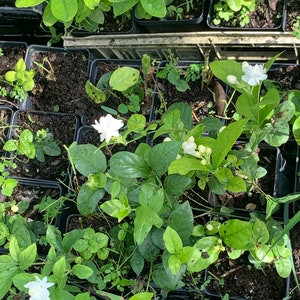 May include: Close-up of several small black pots filled with green plants and white flowers. The plants are at various stages of growth, with some having buds and others having fully bloomed flowers.