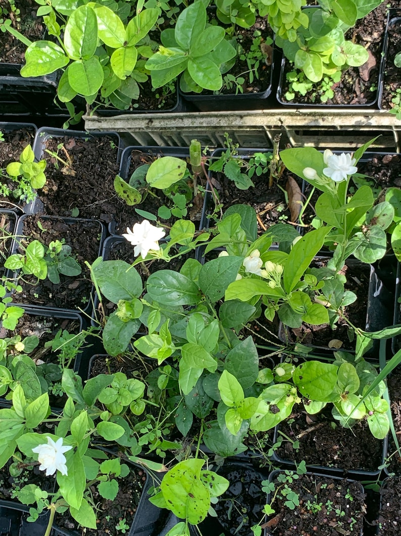 May include: Close-up of several small black pots filled with green plants and white flowers. The plants are at various stages of growth, with some having buds and others having fully bloomed flowers.