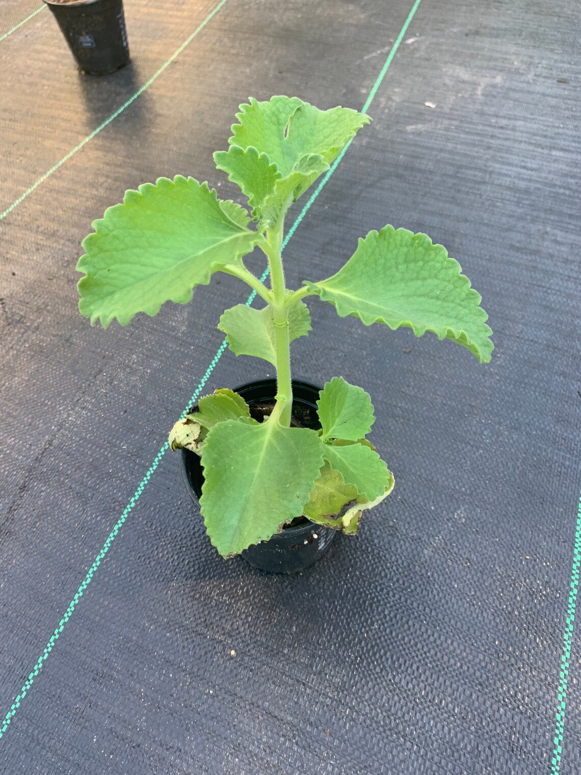 Cuban Oregano/ Ajwain/ Mexican mint well rooted 4in pot Etsy