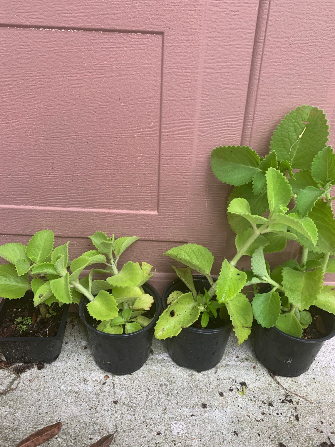 Oregano/Mexican mint/Indian Ajwain sold by sizes from 4 inch Etsy