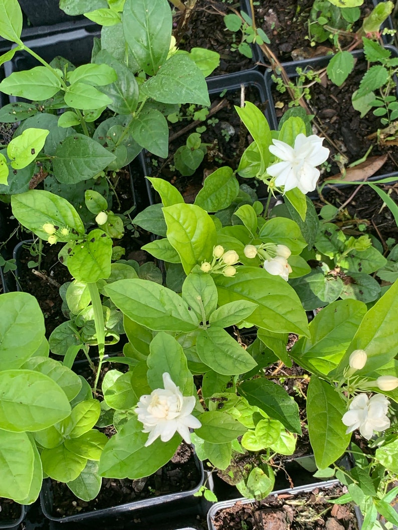 May include: Close-up of several small potted jasmine plants with white flowers and green leaves.