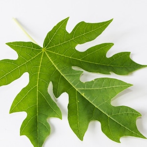 Fresh 10 papaya leaves 1 Lb hand picked / free shipping