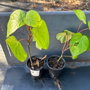May include: Two potted plants with green leaves and red stems. The plants are in black plastic pots and are sitting on a gray surface.