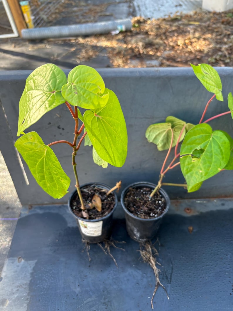 May include: Two potted plants with green leaves and red stems. The plants are in black plastic pots and are sitting on a gray surface.