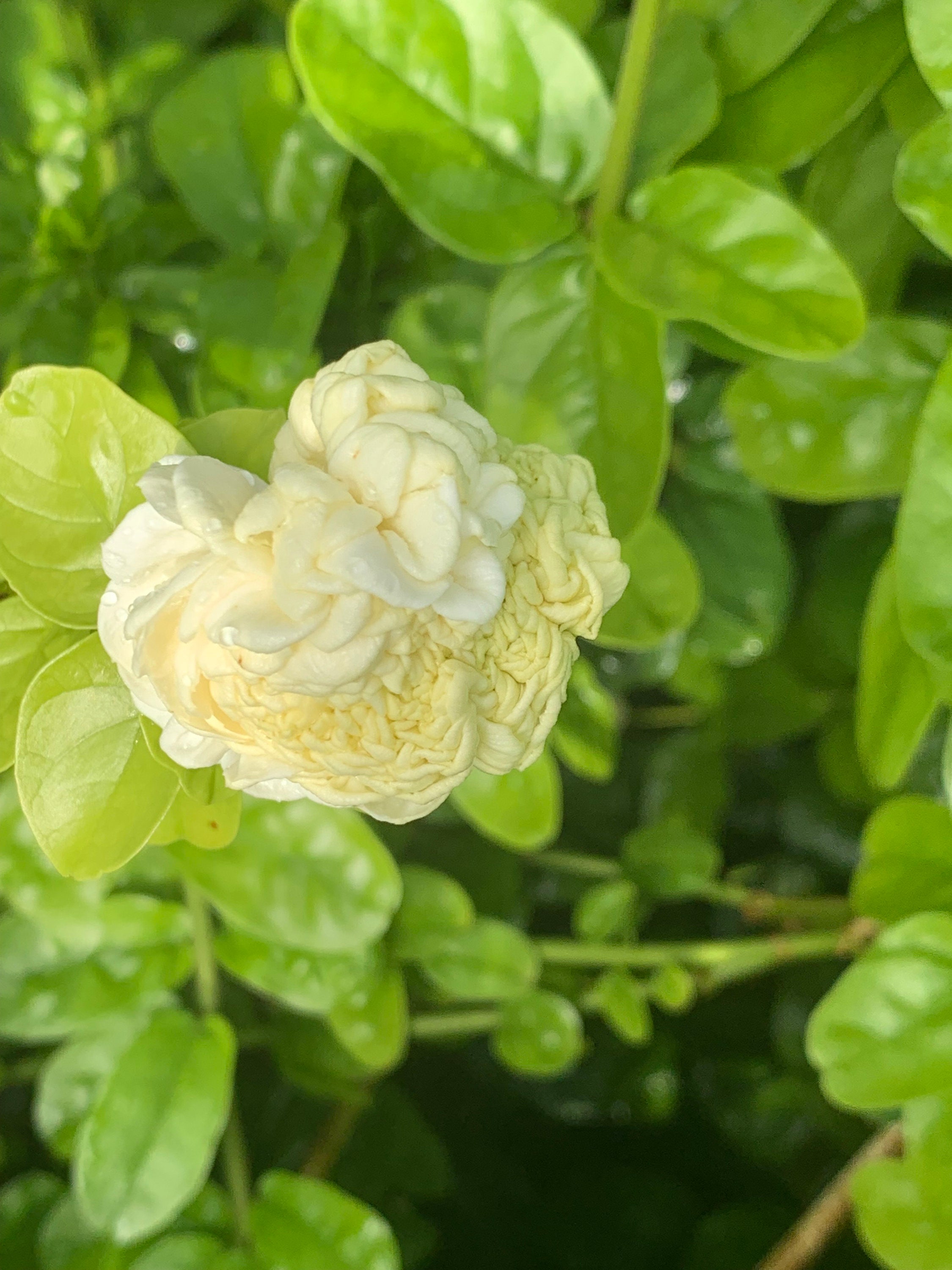 Jasmine Plant Grand Duke