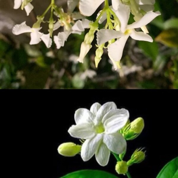 Confederate Jasmine Etsy