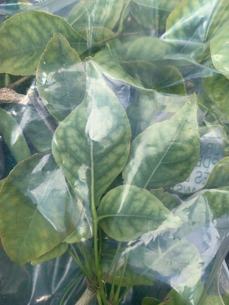 Bel Tree Leaves Bilva Patra Bel Patra Bel Fruit Golden Etsy