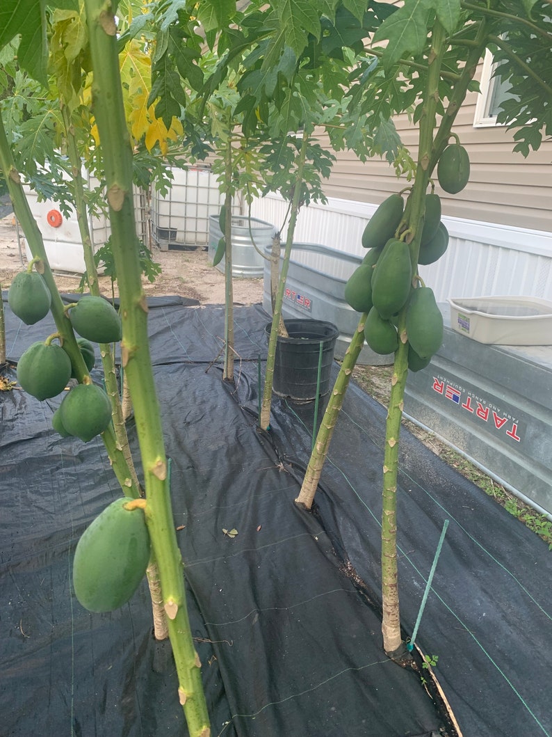 Fresh 10 papaya leaves 1 Lb hand picked / free shipping image 5