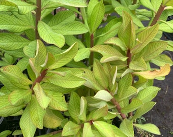 African Milk Bush, Euphorbia Grantii house plant well rooted 2 ft tall in 6 in pot