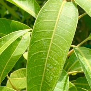 Mango leaves fresh picked ( no chemicals sprayed) by count  50 leaves