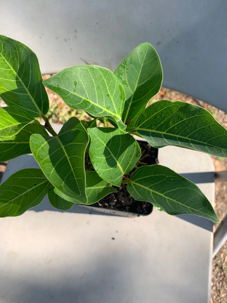 NZFarms Ficus Audrey Plant - Thumbnail 4