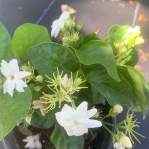 The Jasmine Sambac (Jasminum sambac),Arabian jasmine single flower mature plant sold by sizes from cutting to 3 gallons