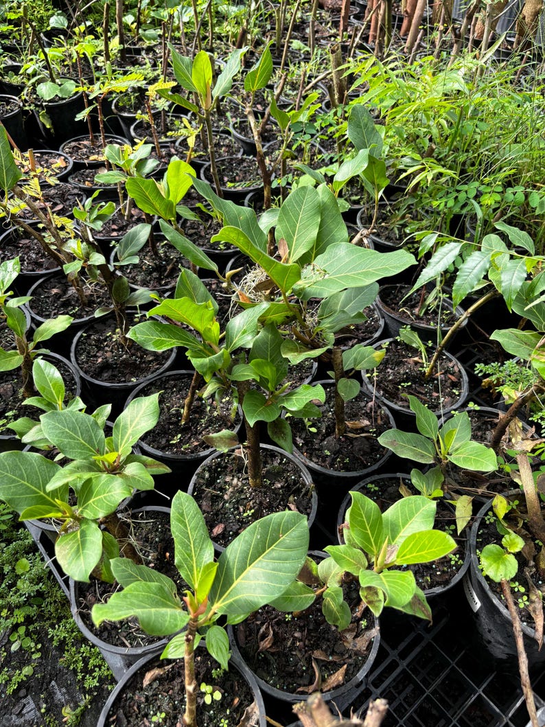 NZFarms Ficus Audrey Plant - Thumbnail 2