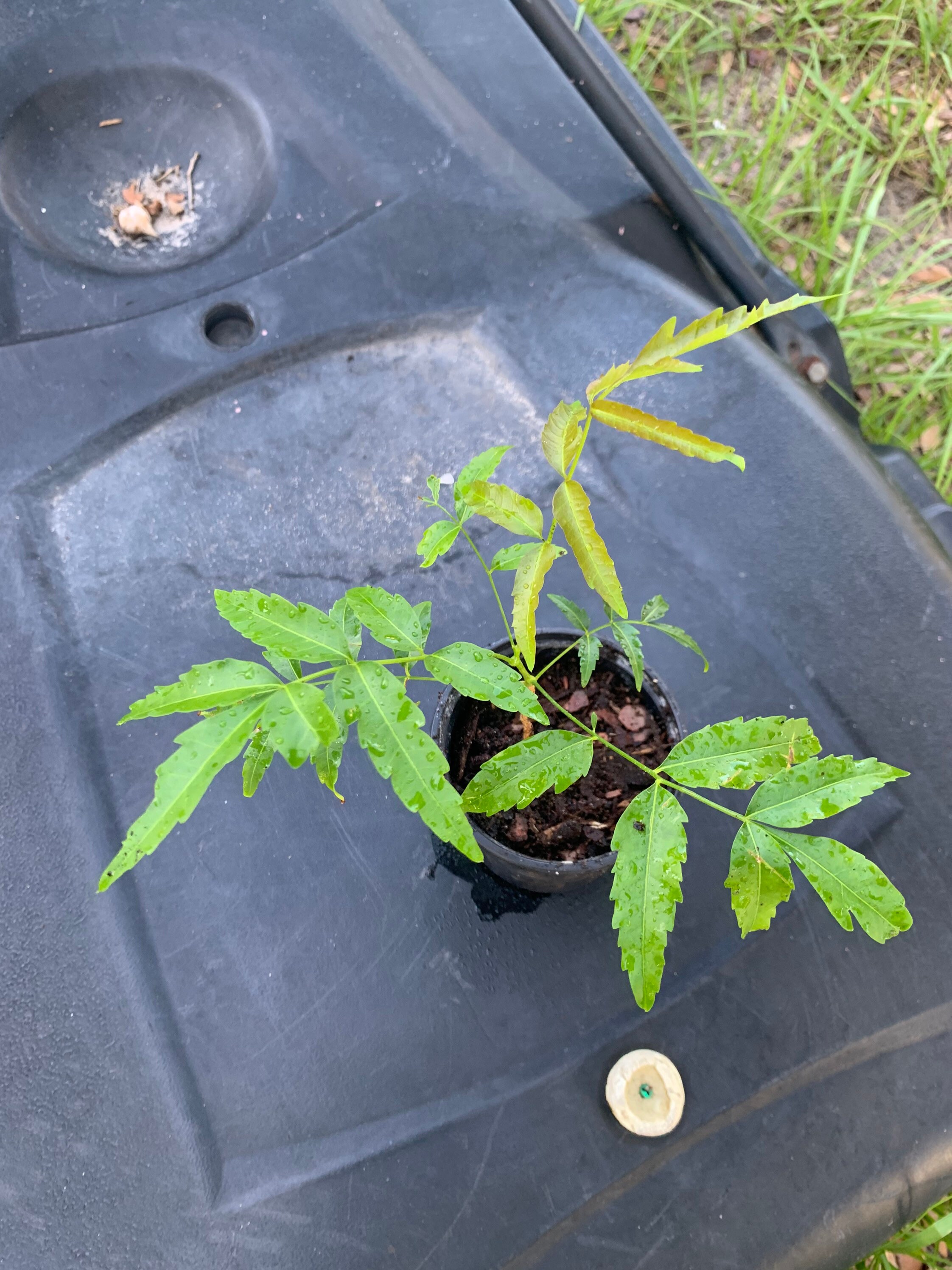 Neem small plant 8 to 10n each ship in 4 inch pot// free Etsy