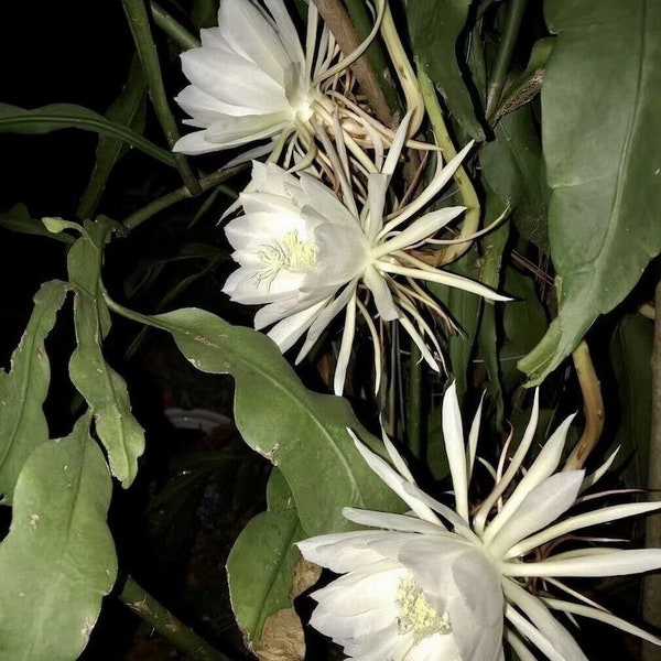 Brahma kamal, saussurea obvallata, Epiphyllum Queen of The Night Orchid (TYK) Cactus  Bloom ready to flower well rooted 4” pot