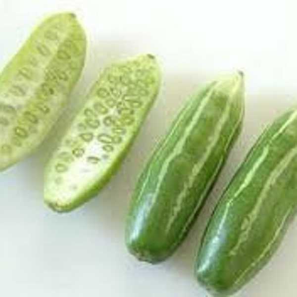 Tindora /Ivy Gourd small plant/ free shipping limited/