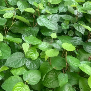 Betel leaf fresh harvest paan pick to order Sold by 50 leaves minimum purchase 27/ free shipping
