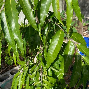 Ashoka fresh leaf Saraca indica 30 leaves/free shipping image 4