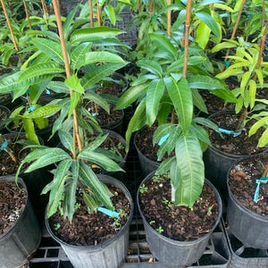 May include: Close-up of several potted mango saplings with green leaves and brown bamboo stakes. The saplings are in black plastic pots with brown mulch and are arranged on a black plastic grid.