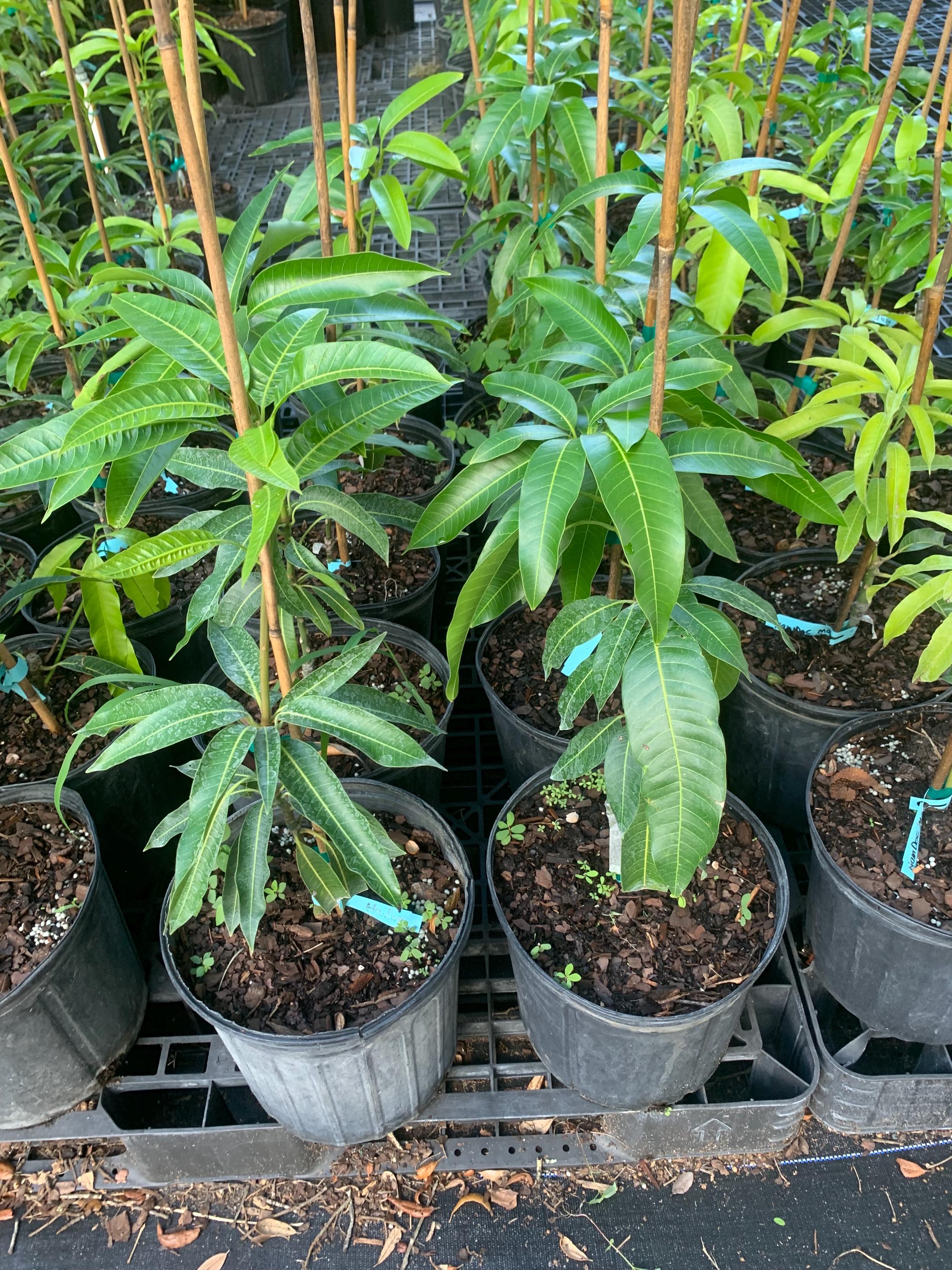 NAM Doc Mai Grafted Mango Tree plant - Thai , (Mangifera indica 
