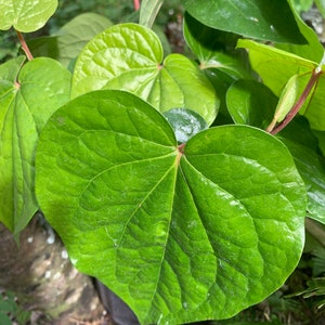 Betel Leaf Paan Plant: Healthy Mature Root in 4” Pot