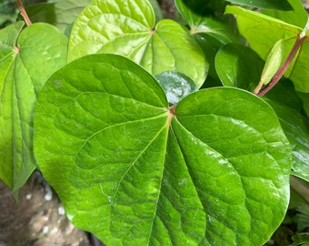 Betel leaf plant, Paan plant ,Piper Betle vine,Barui, Bai Phu healthy root upto 8” in small 4” pot//free shipping