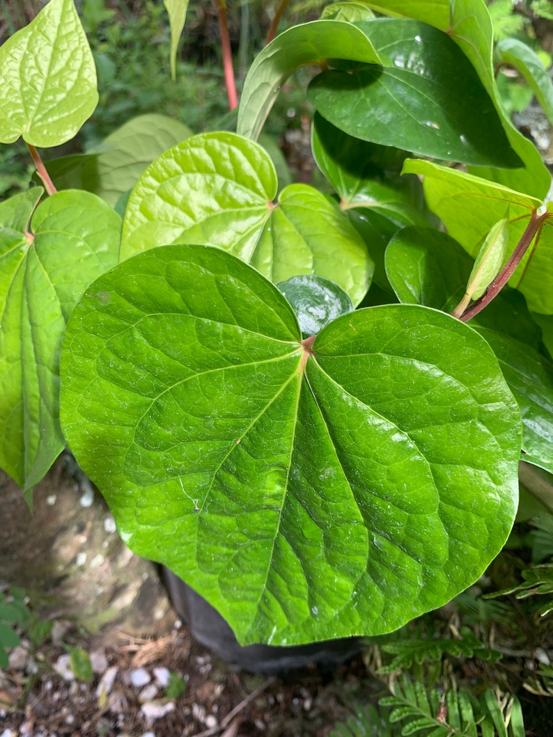 May include: A close-up of a large, heart-shaped, green leaf with prominent veins. The leaf is part of a plant with other leaves in the background.