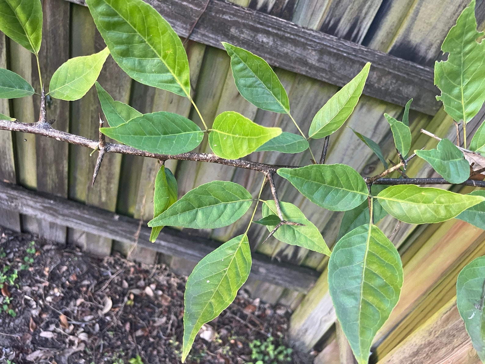 Bel Tree Leaves , Bilva Patra, Bel Patra, Bel Fruit, Golden Apple Fresh