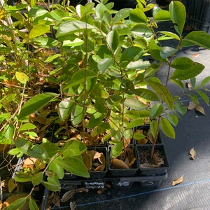 Lemon Guava Tree: Tropical Plant in 4" Pot (Psidium littorale)