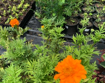 3 live Marigold plant,Crackerjack , Ghalghota Plant well rooted 10”tall in 4” pot / free shipping