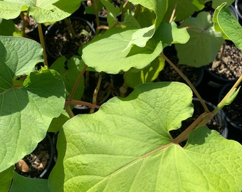 Root beer plant ,Hoja Santa (piper aurtium)  plant mature healthy rooted upto 12” tall in 4” in pot / free shippingmature healthy
