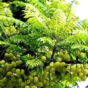 Star Gooseberry, PHYLLANTHUS ACIDUS 12” tall more than 1 year plant seedlings ship in 6” inch pot/ free shipping