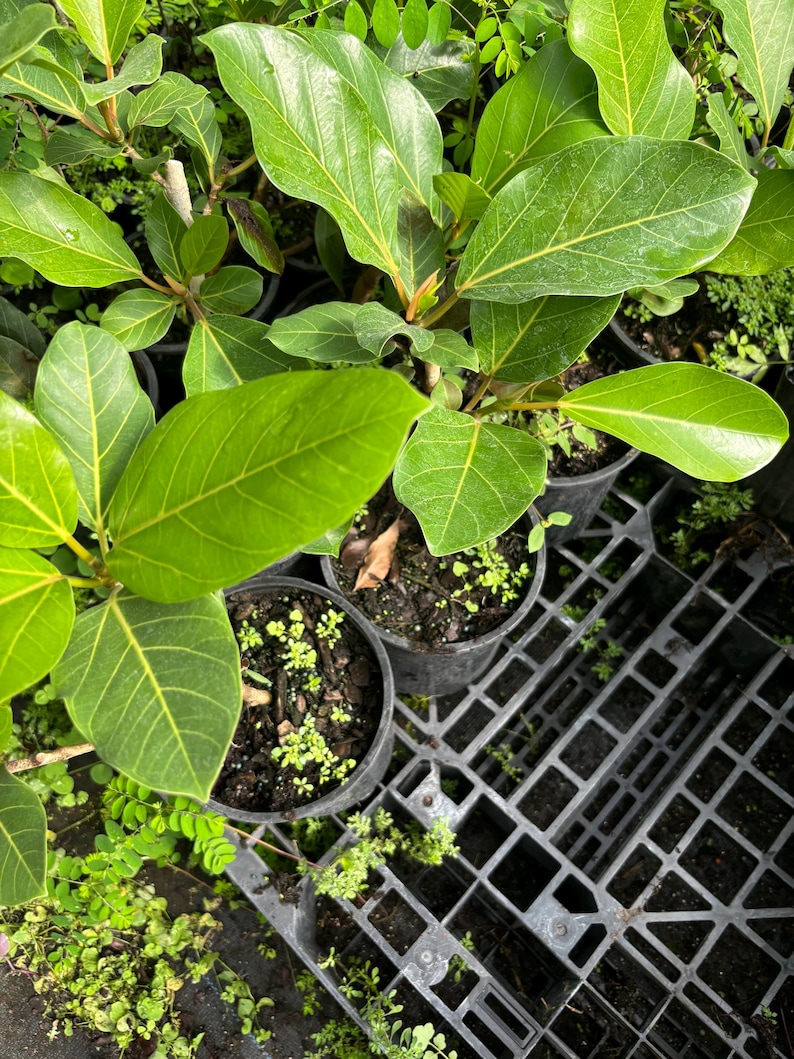 NZFarms Ficus Audrey Plant