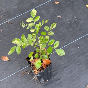 May include: A small green plant with light green leaves growing in a black pot. The pot is filled with brown mulch and the plant is sitting on a black fabric surface.