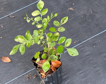 Murraya paniculata,Orange Jasmine live plant well rooted 6” tall in 4” pot