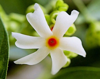 Parijat , Harishringar ,Night-flowering Fregrance jasmine live plant well rooted upto 12” tall in 4” pot or without /free shipping