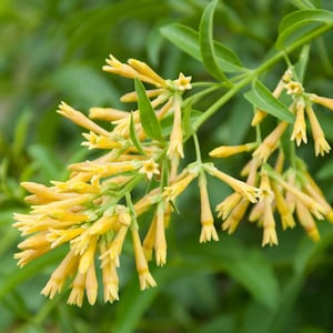 May include: Close-up of a flowering plant with clusters of yellow, tubular flowers. The flowers have a delicate, fringed appearance and are set against a backdrop of green leaves. The plant's stems are visible, showcasing its natural growth pattern.