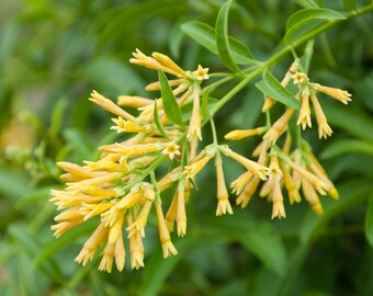 Night Blooming Jasmine (Cestrum nocturnum)12” in 4” in pot/ free shipping