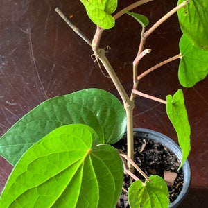 May include: A green leafy plant with heart-shaped leaves growing in a black pot. The plant has a thin, brown stem and is growing upwards.