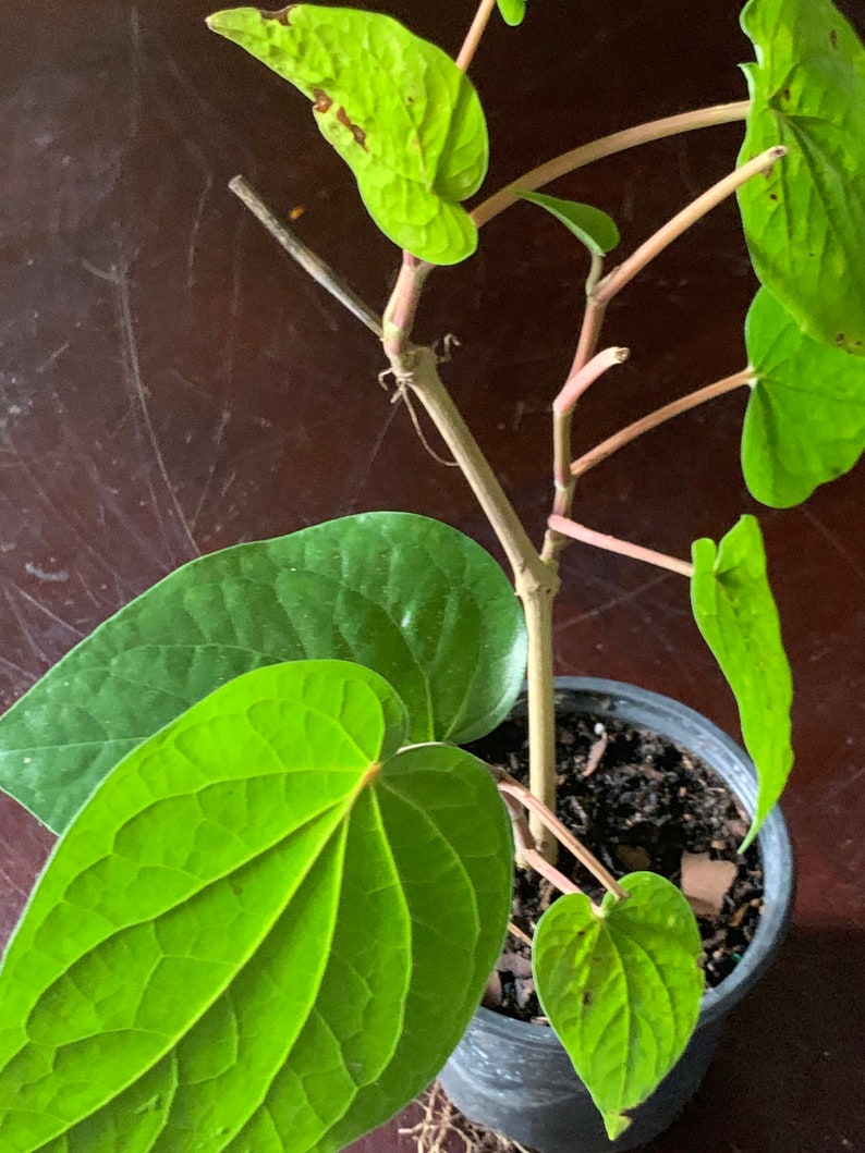 May include: A green leafy plant with heart-shaped leaves growing in a black pot. The plant has a thin, brown stem and is growing upwards.