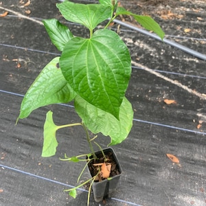 Wild Betel Plant: Organic Piper Sarmentosum, Lá Lốt Herb